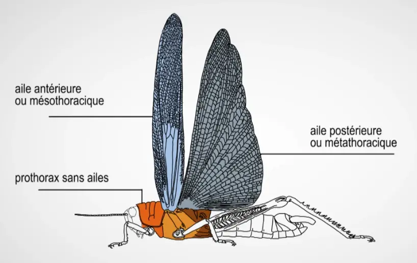 IMG-23A509A8D1F02783B724EC68DE95F3B3.webp