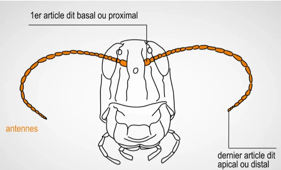 IMG-CB4A1700E3CC280AF1F0633D3DD98FD7.webp