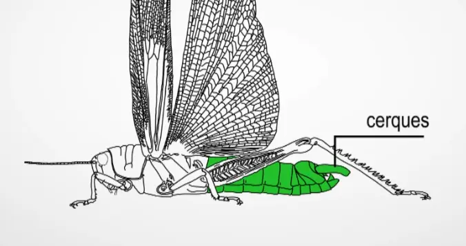 IMG-D37EED8BF45F11B016D78A30CDC1367D.webp